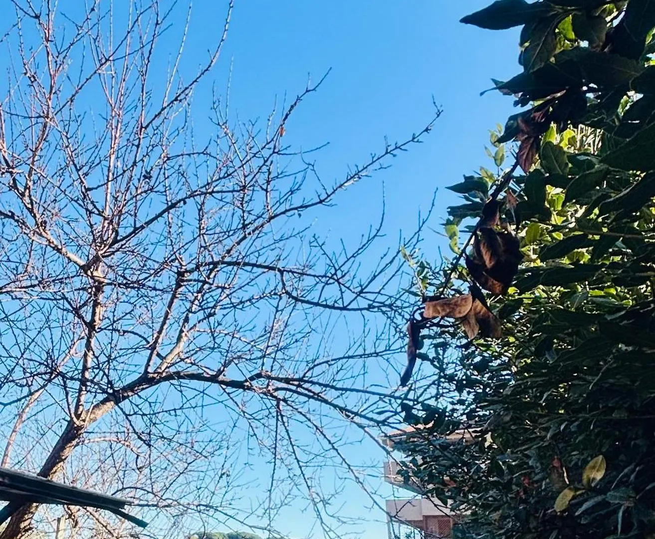 Apartment Benny In The Park Few Minutes To Gemelli, Stadio Olimpico And Fl3 Train Station To S Peter And City Center Rome